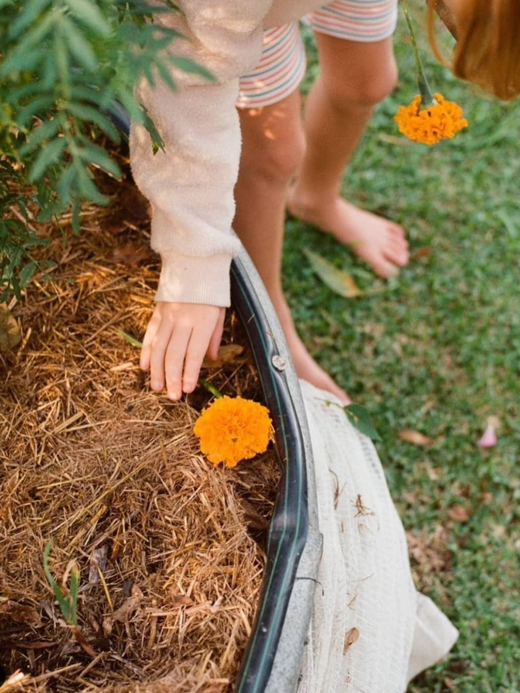 Edible Marigold Flower Seeds