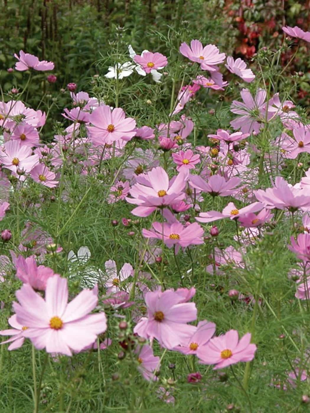 Cosmos Seeds by Tess Guinery